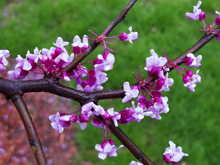 Redbud blossoms