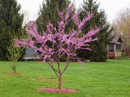 Redbud tree