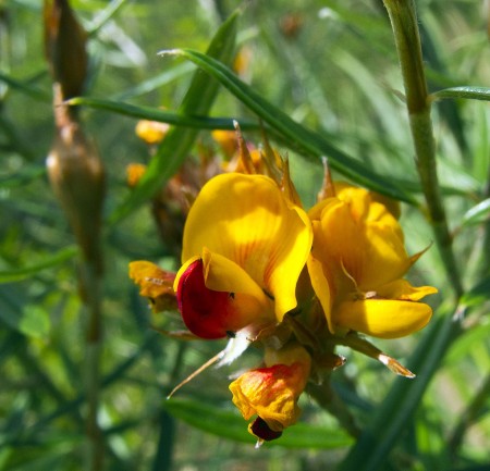 Australian Wildflower