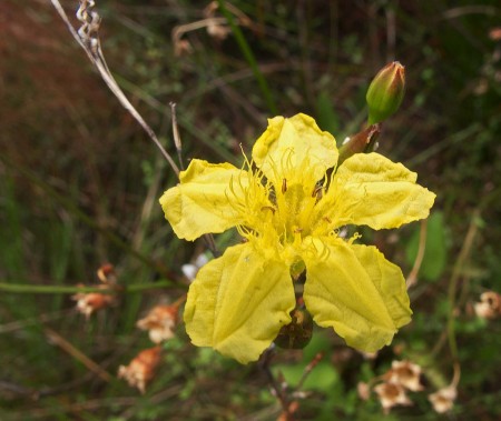 Australian Wildflower