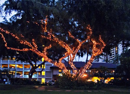 Well lit tree