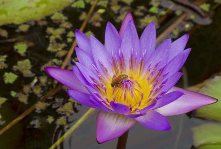 Water Lily Process 3