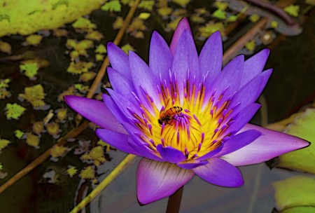 Water Lily Process 5