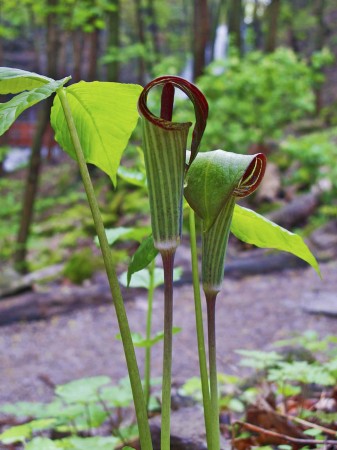 arisaema triphyllum pulpit jack waterfall common plant area very