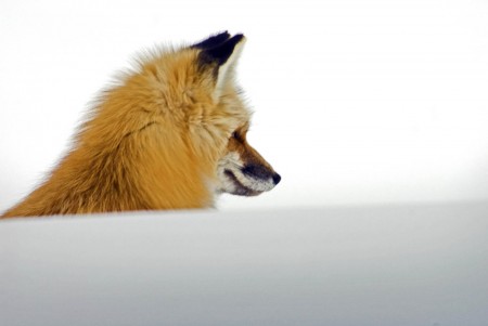 Fox - Jack Stephenson