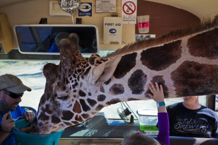 Giraffe at Arizona's "Out of Africa"