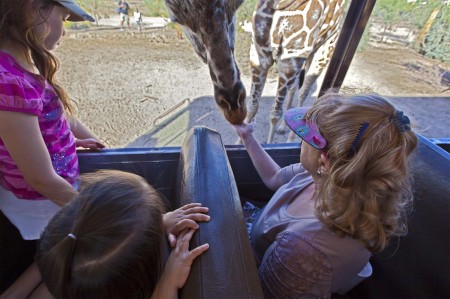 Grace being licked by a giraffe at Arizona's "Out of Africa"