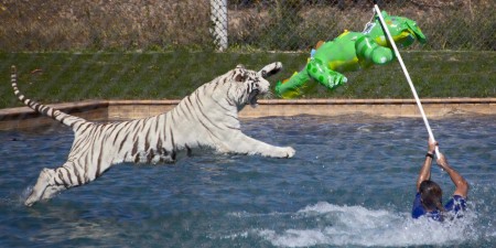 Leaping tiger at Arizona's "Out of Africa"