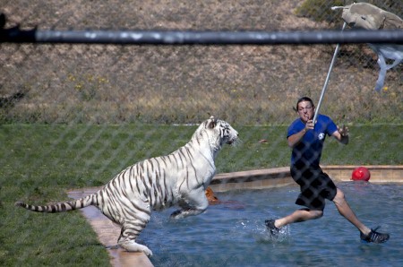 Leaping tiger at Arizona's "Out of Africa"