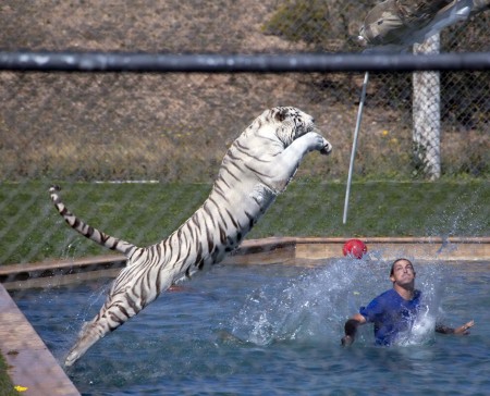 Leaping tiger at Arizona's "Out of Africa"