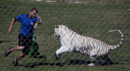Dangerous tiger play at Arizona's "Out of Africa"