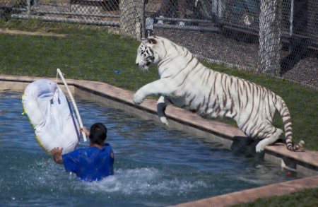 Leaping tiger at Arizona's "Out of Africa"