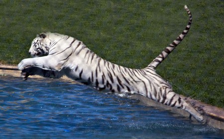 Leaping tiger at Arizona's "Out of Africa"