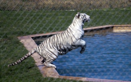 Leaping tiger at Arizona's "Out of Africa"