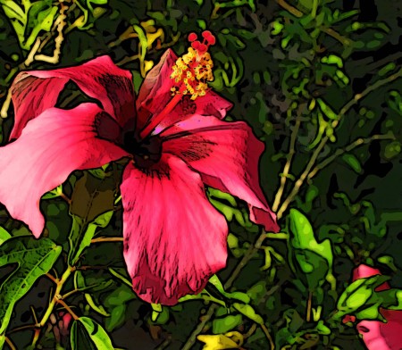 Back Yard Hibiscus