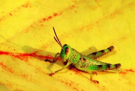 Vivid Green Grasshoper