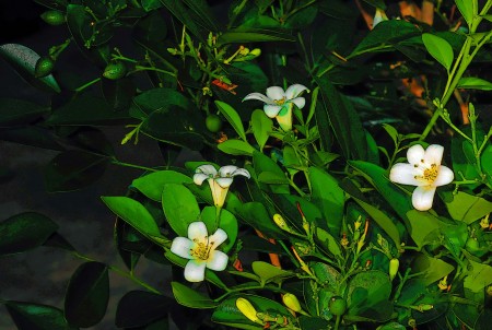 Jasmine Flowers