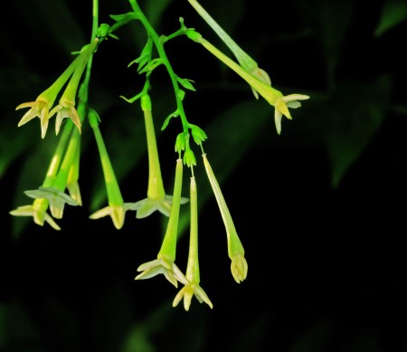 Night Blooming Jasmine