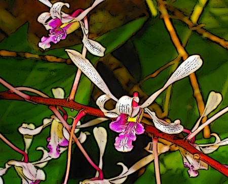 Goodbye, Orchids . . .
