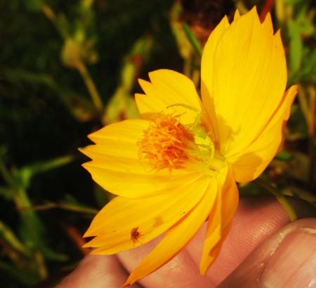 Spider Lurking in Flower