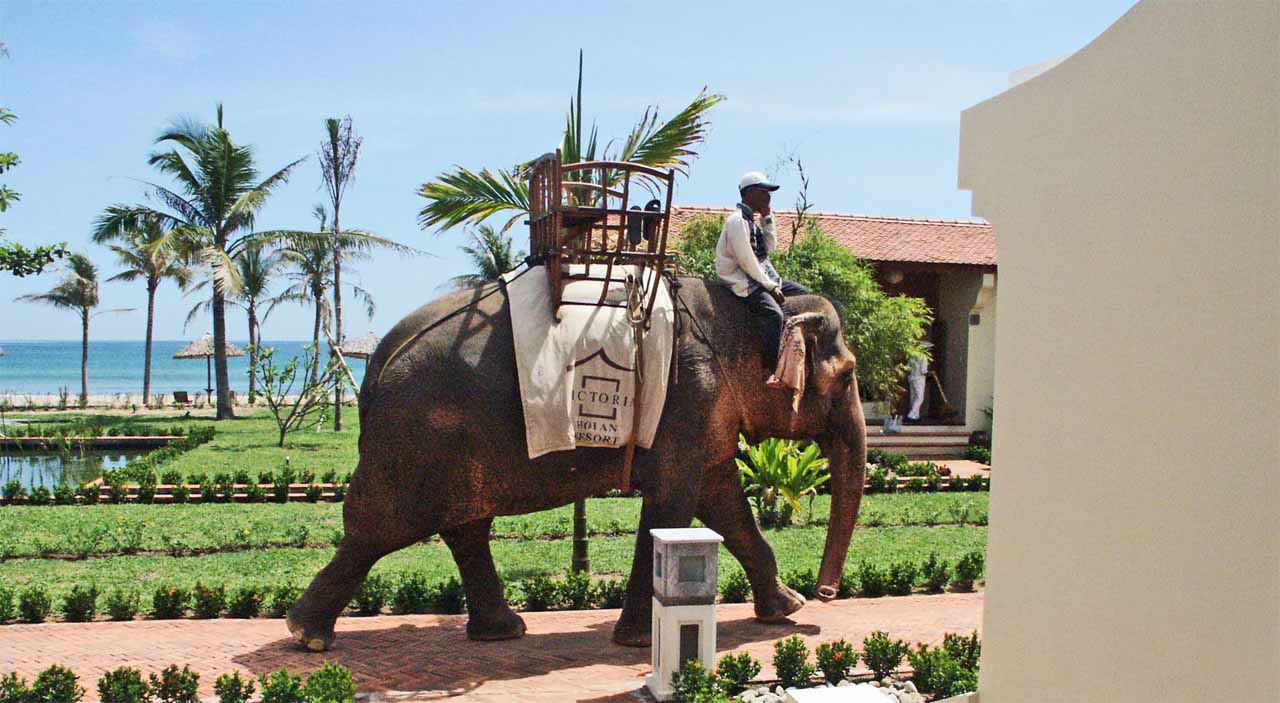 vietnam_hoian_elephant_pict0008.jpg