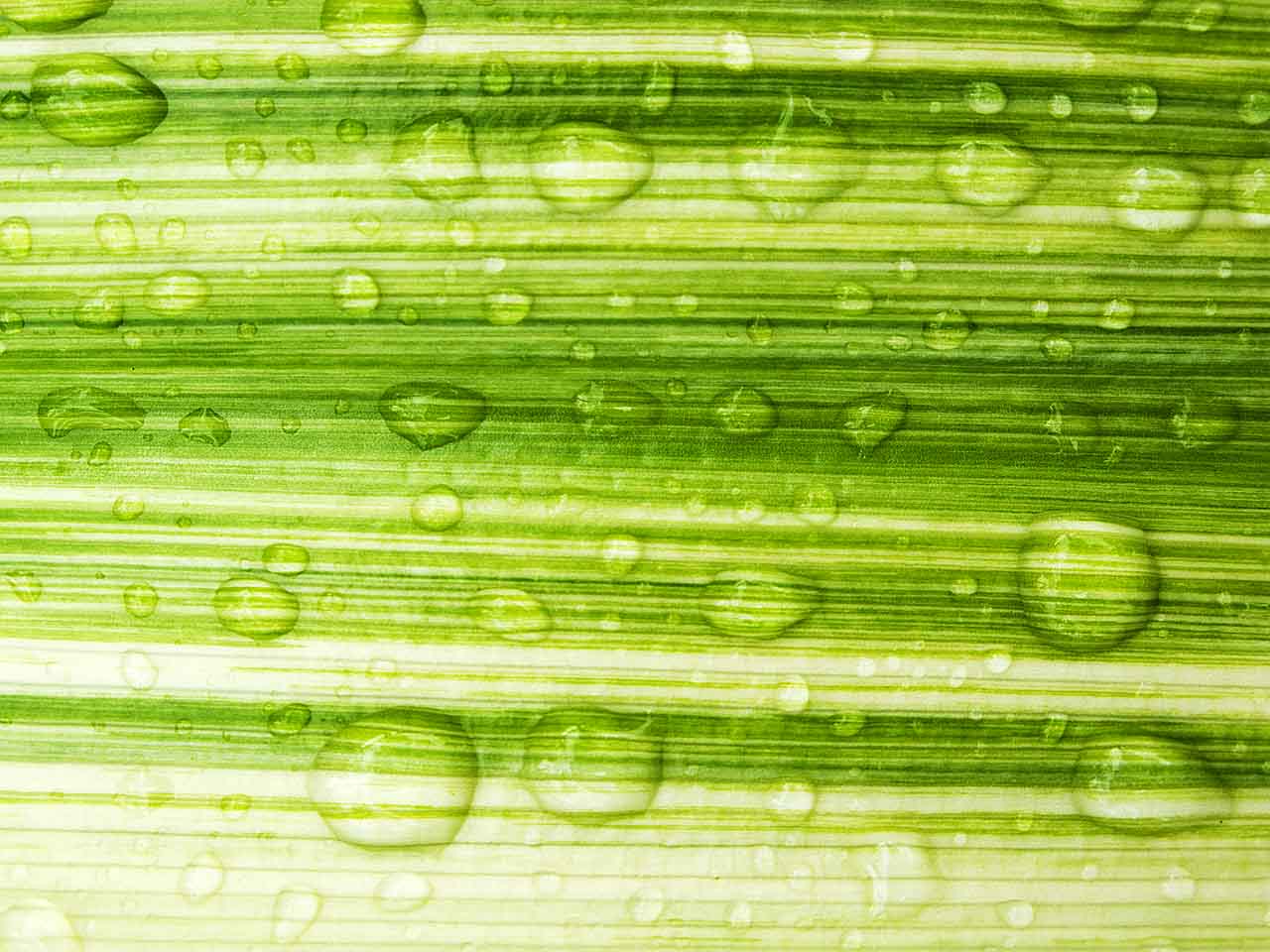 Water+droplets+on+leaf