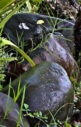 Wet Rocks