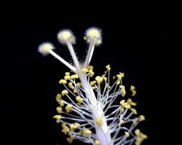 Reproductive bits of a white hibiscus flower