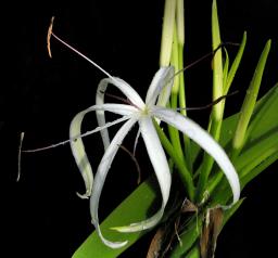 The white Somekindof flower