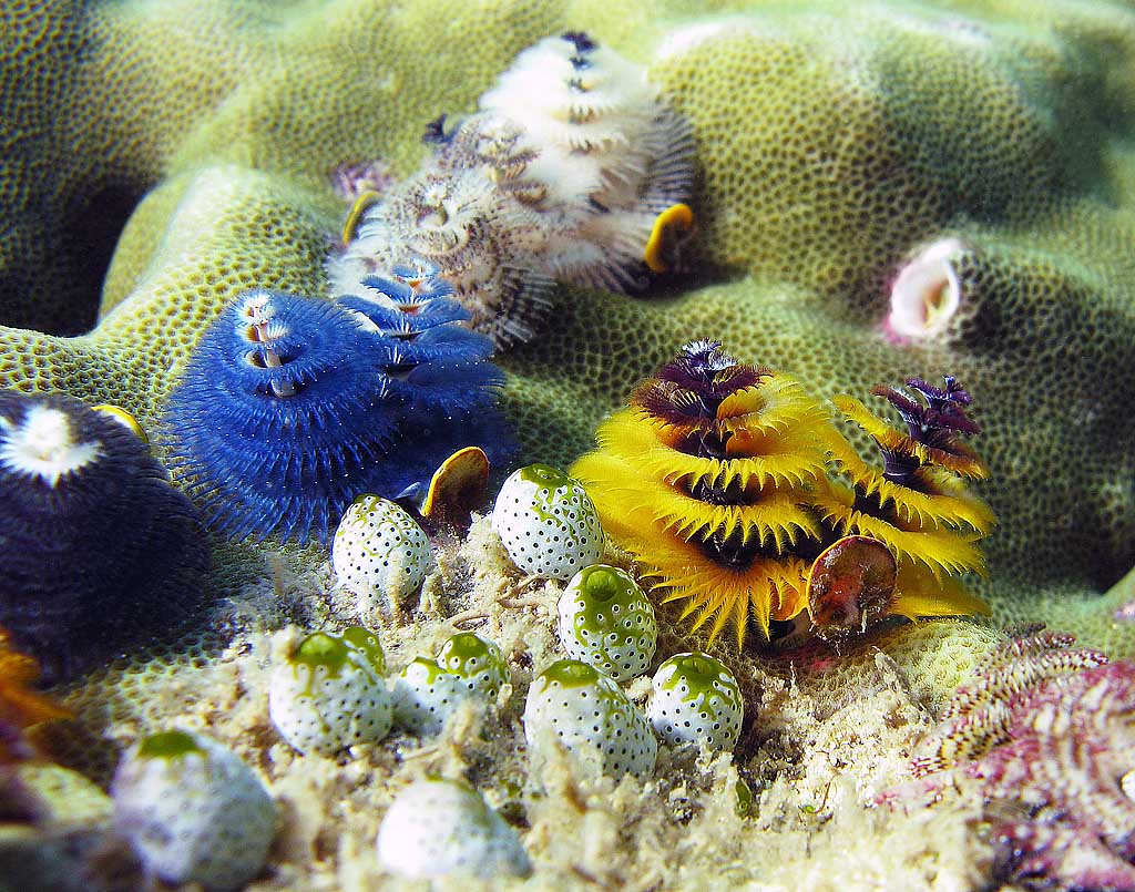 Marine Species: Christmas Tree Worm • Scuba Diver Life