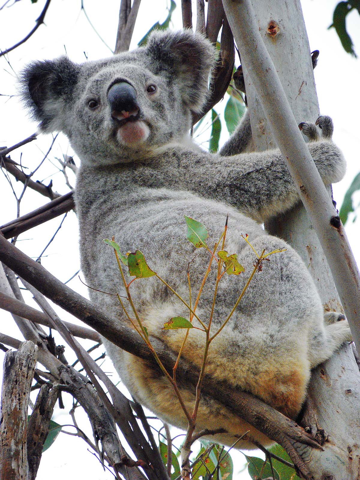 Хвост коалы. Коала хвост. Животное похожее на коалу. Гигантская коала.